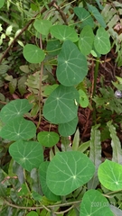 Stephania cephalantha