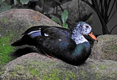 Asarcornis scutulata