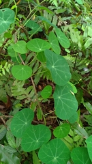 Stephania cephalantha