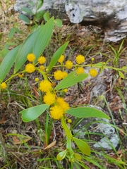 Acacia complanata