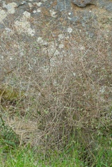 Olearia bullata