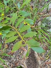 Acacia complanata