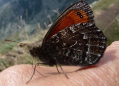 Erebia montanus