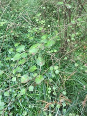 Coprosma tenuicaulis