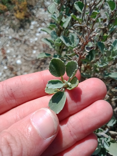 Image of Lawrencia glomerata by (c) Nina Kerr, some rights reserved (CC BY)