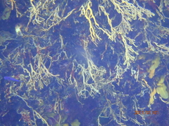 Parma alboscapularis