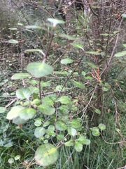 Coprosma tenuicaulis