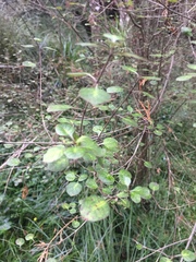 Coprosma tenuicaulis