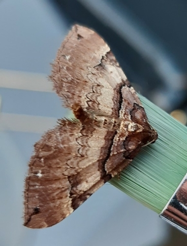 Shoulder-stripe