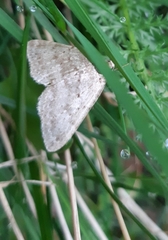 Colostygia multistrigaria