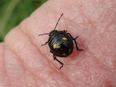 Cermatulus nasalis hudsoni