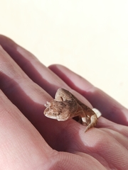 Pachydactylus mariquensis