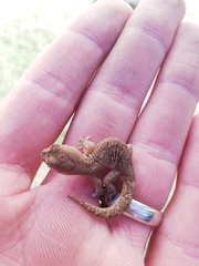 Pachydactylus mariquensis