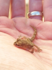 Pachydactylus mariquensis