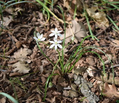 Ornithogalum woronowii