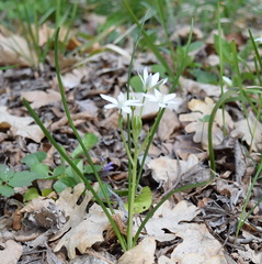 Ornithogalum woronowii