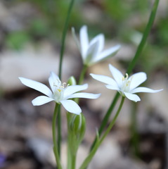 Ornithogalum woronowii