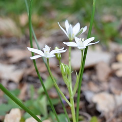 Ornithogalum woronowii