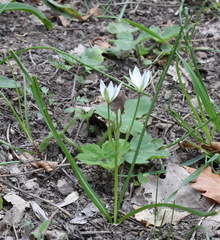 Ornithogalum woronowii