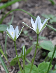 Ornithogalum woronowii