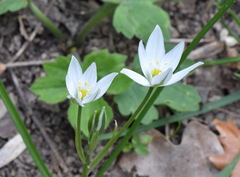 Ornithogalum woronowii