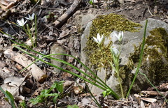 Ornithogalum woronowii