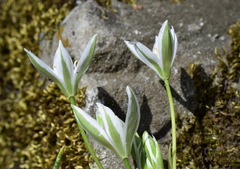 Ornithogalum woronowii