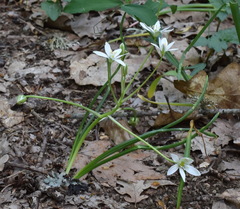 Ornithogalum woronowii