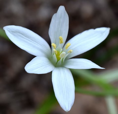 Ornithogalum woronowii