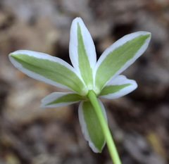 Ornithogalum woronowii
