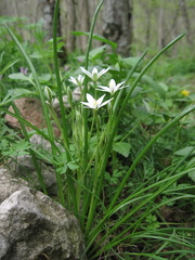 Ornithogalum woronowii