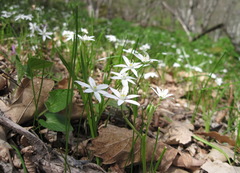 Ornithogalum woronowii