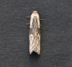 Doloploca punctulana