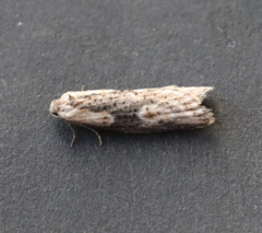 Doloploca punctulana