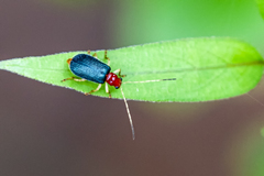 Trichobalya bowringii