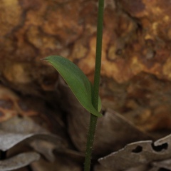 Eriochilus dilatatus multiflorus