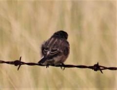Saxicola torquatus