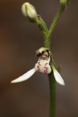 Eriochilus dilatatus multiflorus