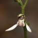 Eriochilus dilatatus multiflorus - Photo (c) Dustyn and Catherine, some rights reserved (CC BY-NC), uploaded by Dustyn and Catherine