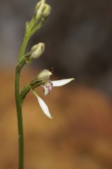 Eriochilus dilatatus multiflorus