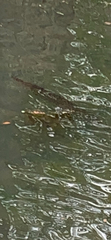 Lepisosteus oculatus