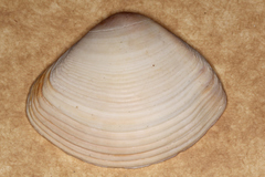 Austromactra rufescens image