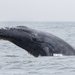 Humpback Whale - Photo (c) Paul Jacyk, some rights reserved (CC BY-NC), uploaded by Paul Jacyk