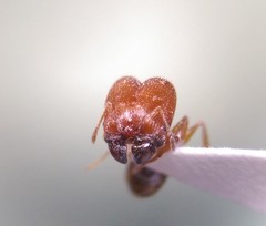 Pheidole pilifera
