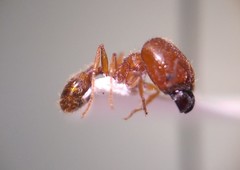 Pheidole pilifera