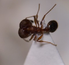 Pheidole pilifera