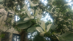 Bauhinia variegata candida
