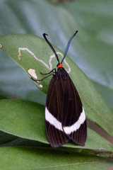 Pidorus