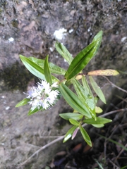 Veronica ligustrifolia