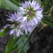 Veronica ligustrifolia - Photo (c) Loïc Chalmandrier, some rights reserved (CC BY-NC), uploaded by Loïc Chalmandrier